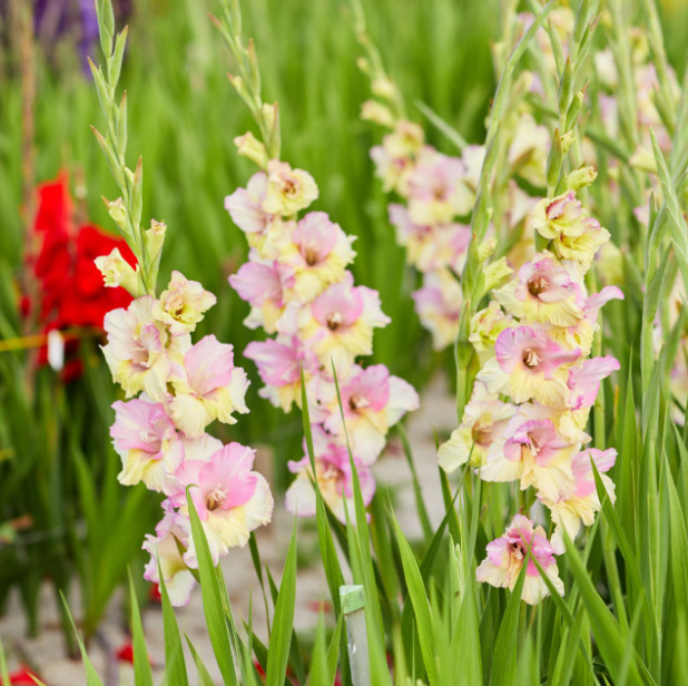 Gladiolus Mon Amour