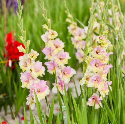 Gladiolus Mon Amour