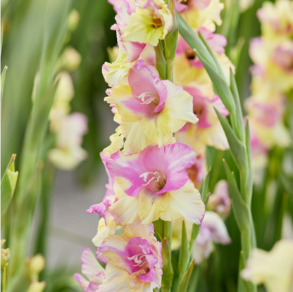 Gladiolus Mon Amour