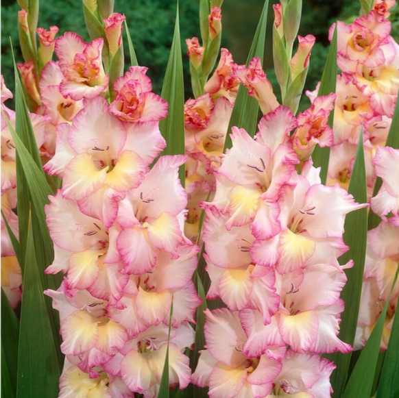 Gladiolus Priscilla