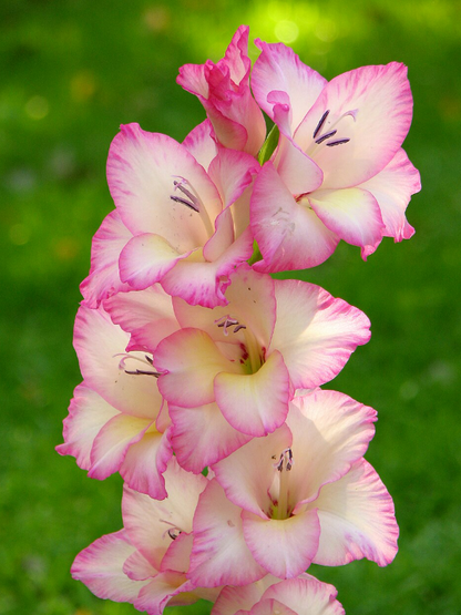 Gladiolus Priscilla