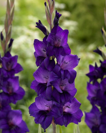 Gladiolus Purple Flora