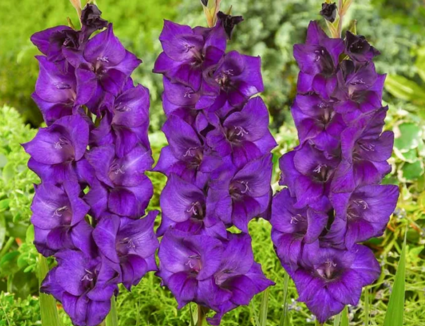 Gladiolus Purple Flora