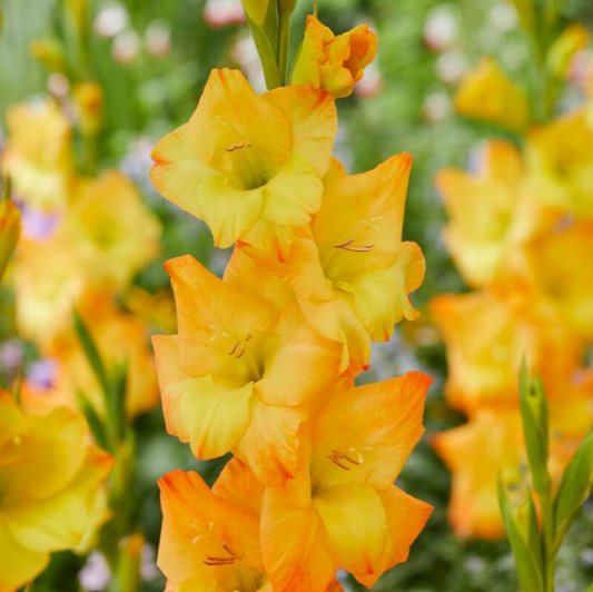 Gladiolus Sunglow