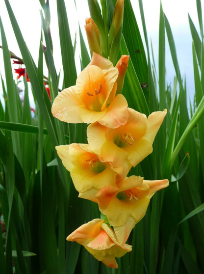 Gladiolus Sunglow
