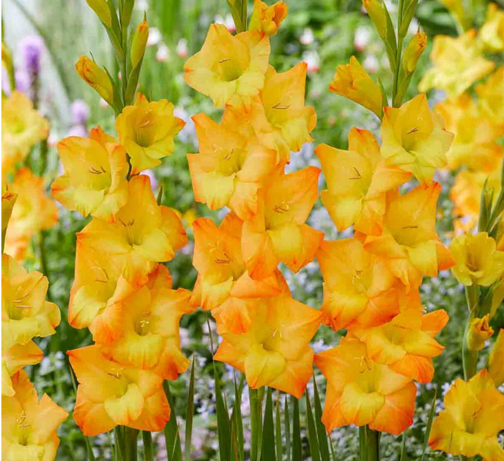 Gladiolus Sunglow