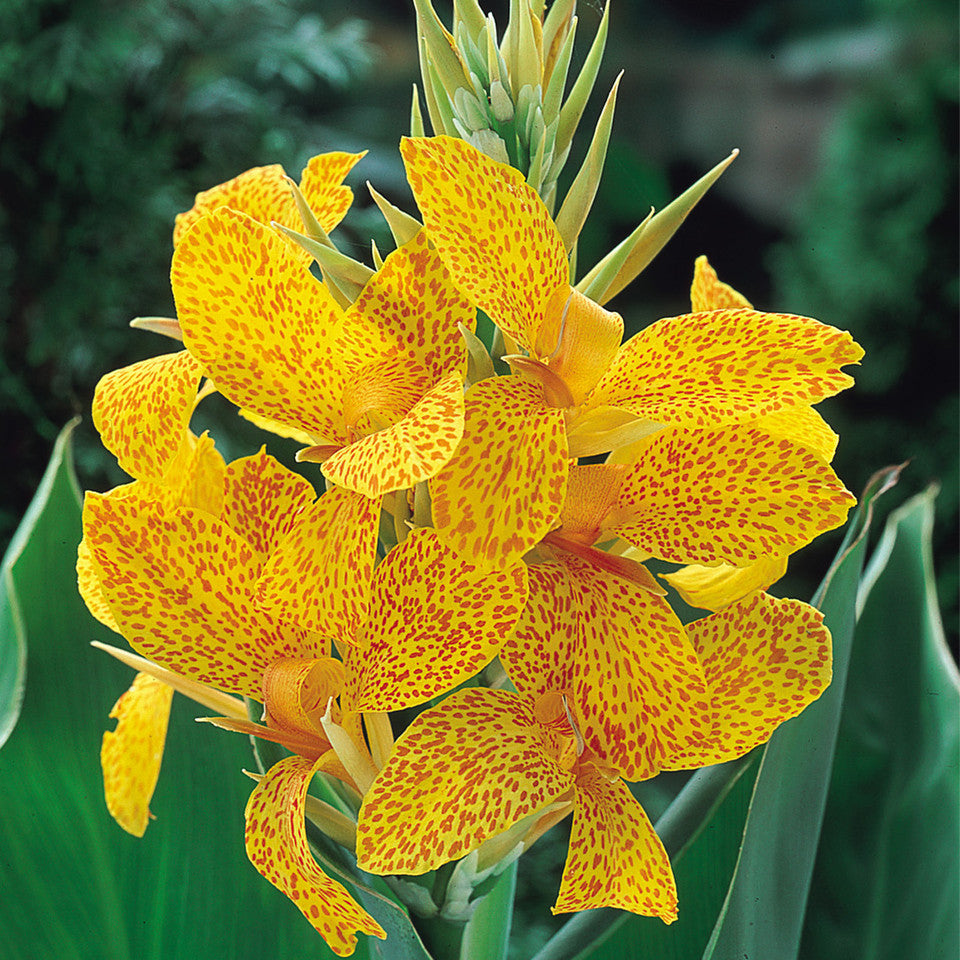 Canna Dwarf Golden Lucifer