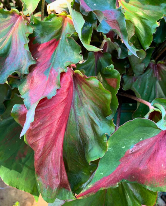 Caladium Harrison Strap