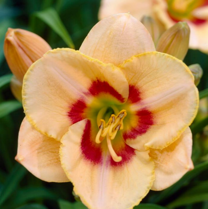 Daylily Custard Candy