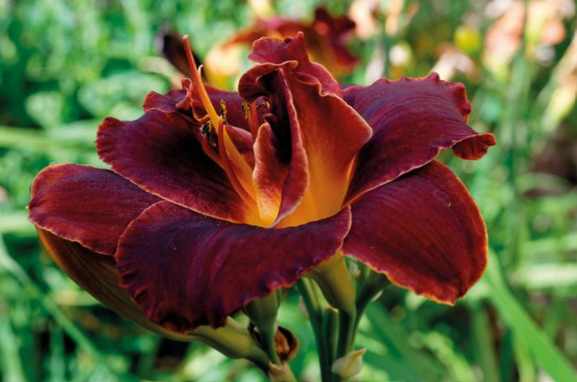 Daylily Bogeyman