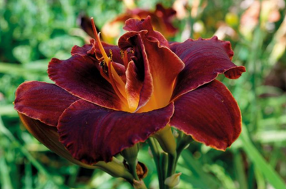 Daylily Bogeyman