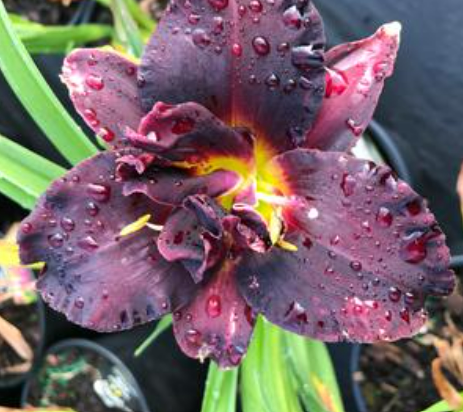 Daylily Bogeyman