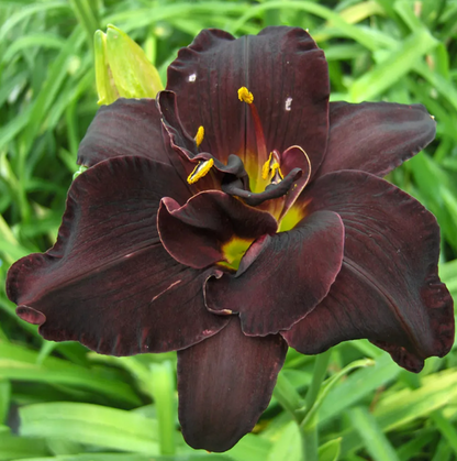 Daylily Bogeyman