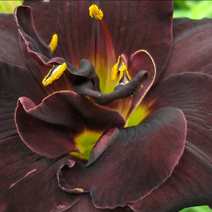 Daylily Bogeyman
