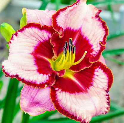 Daylily Lies & Lipstick