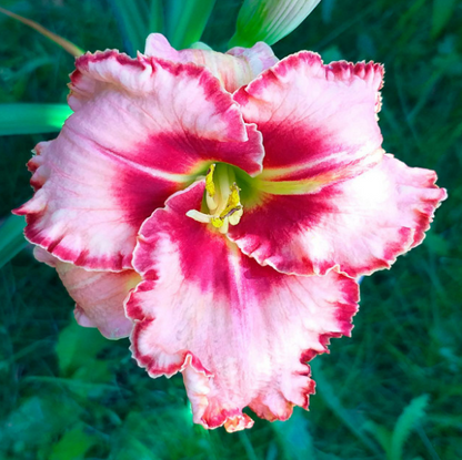 Daylily Lies & Lipstick