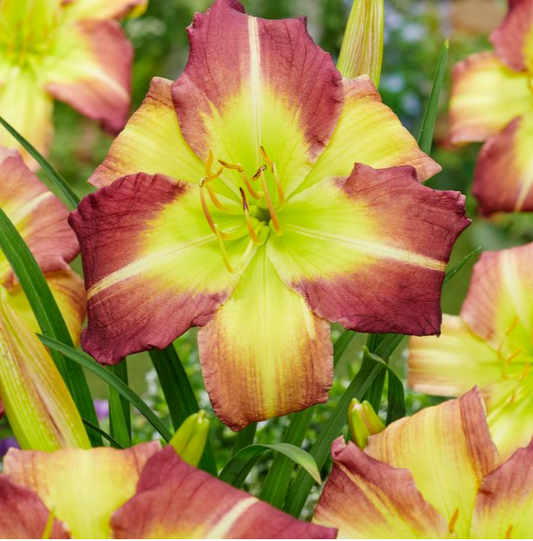 Daylily Mike Reed