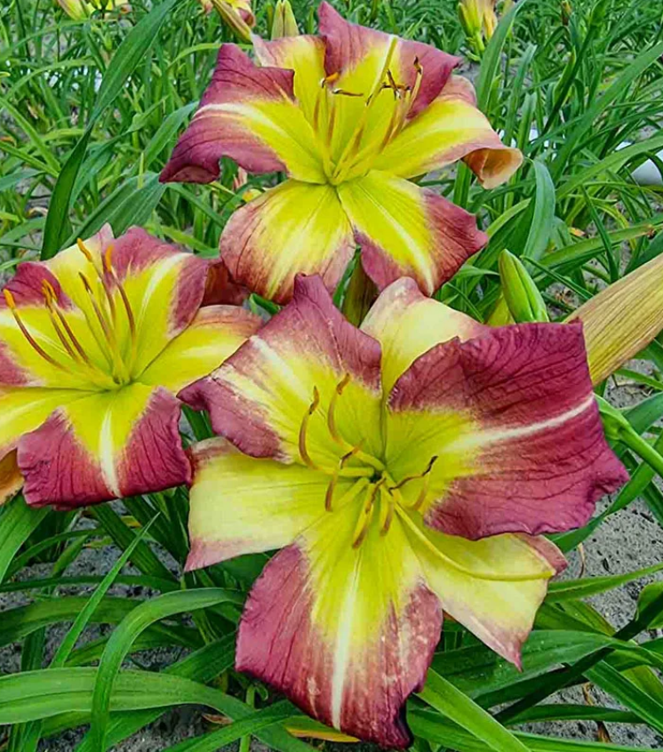 Daylily Mike Reed