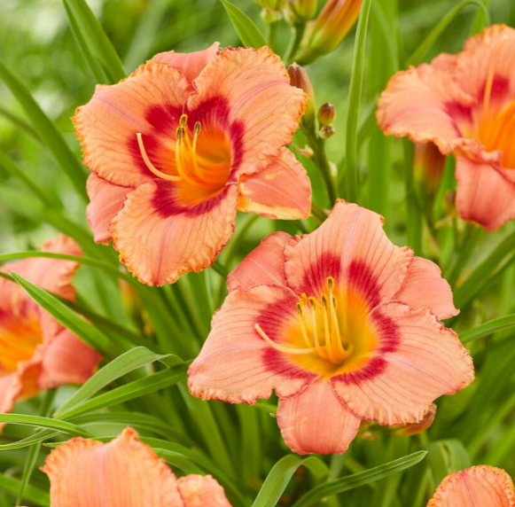 Daylily Strawberry Candy