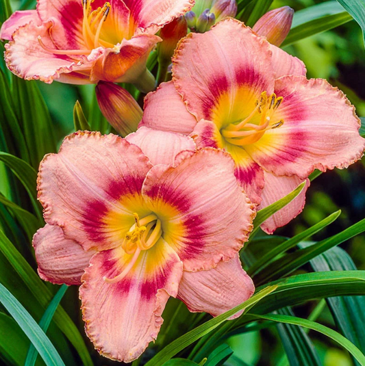 Daylily Strawberry Candy