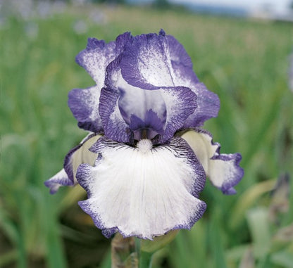 Bearded Iris Hemstiched