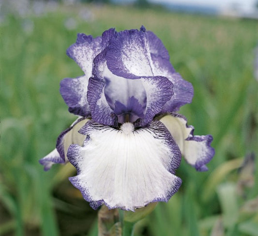 Bearded Iris Hemstiched