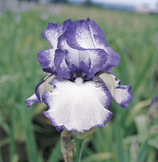 Bearded Iris Hemstiched