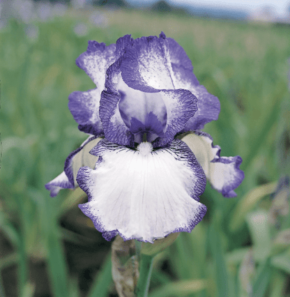 Bearded Iris Hemstiched