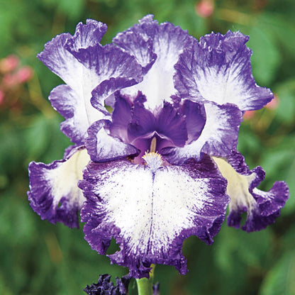 Bearded Iris Hemstiched