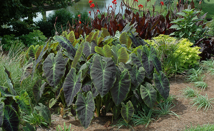 Illustris Elephant Ear