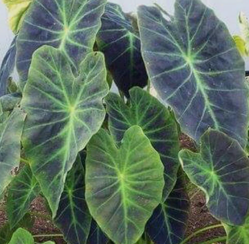 Illustris Elephant Ear