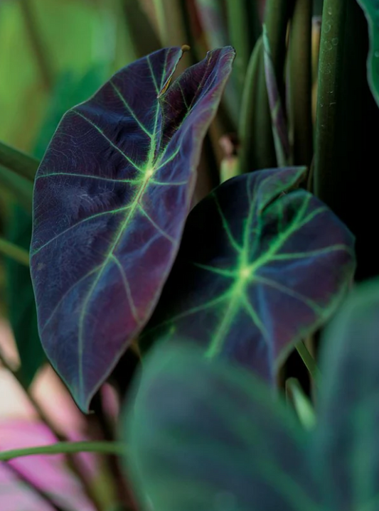 Illustris Elephant Ear
