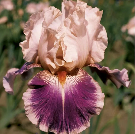 Bearded Iris Cherry Blossom Song