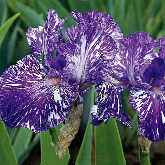 Bearded Iris Batik