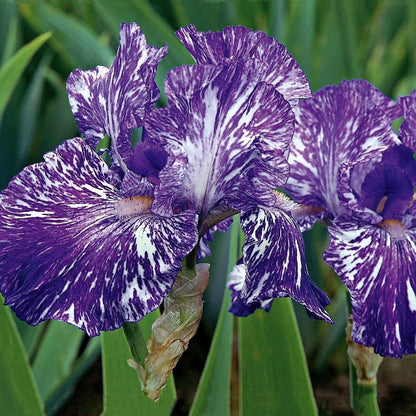 Bearded Iris Batik