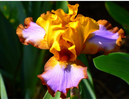 Bearded Iris Brown Lasso