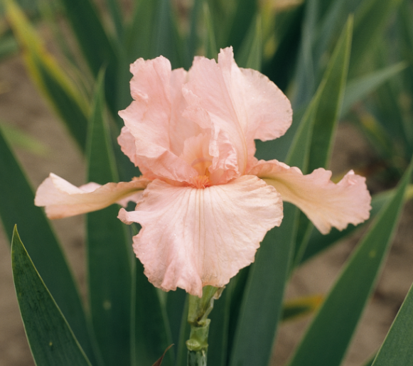 Bearded Iris Pink Attraction