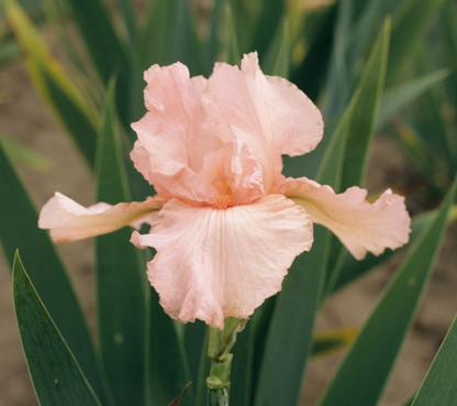 Bearded Iris Pink Attraction