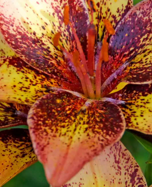 Lily Tribal Dance