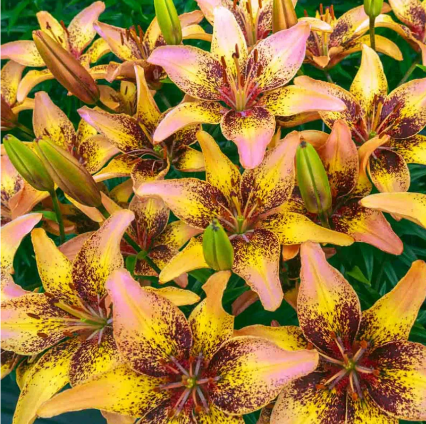 Lily Tribal Dance
