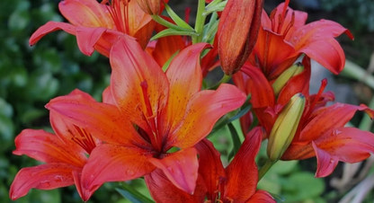 Lily Tropical Joy