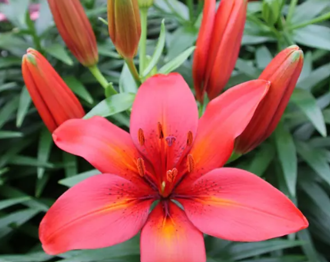 Lily Tropical Joy