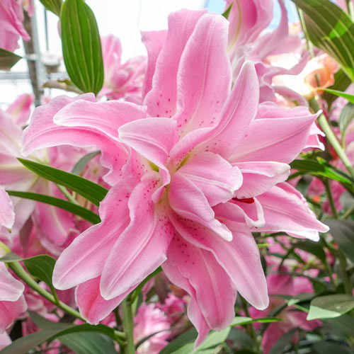 Lily Lotus Elegance Double