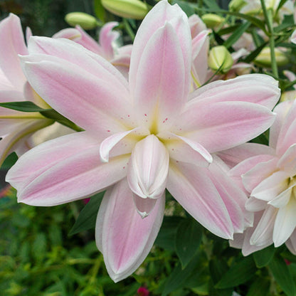 Lily Lotus Queen