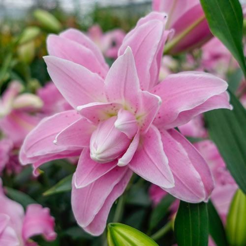 Lily Lotus Queen