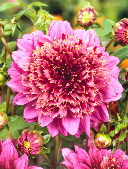 Dahlia Mambo
