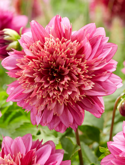 Dahlia Mambo