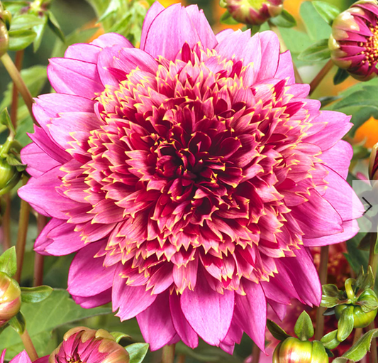 Dahlia Mambo