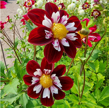 Dahlia Night Butterfly