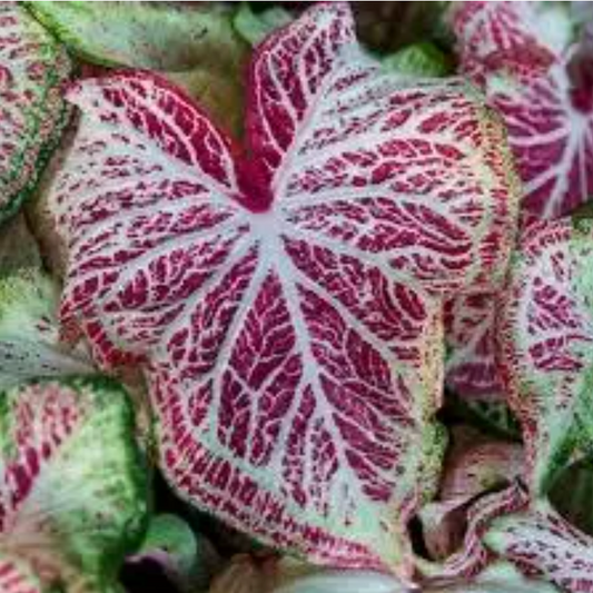 Caladium Peppermint